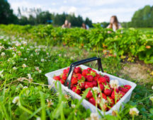Fruit picking